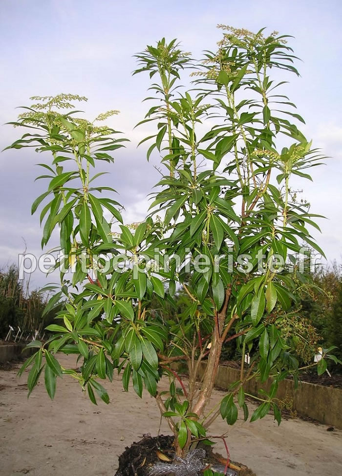 Vente pieris